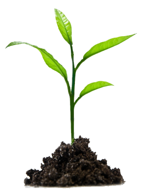 Naturopathic plant